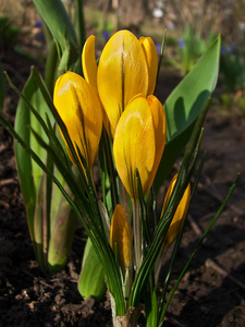 花黄色番红花图片