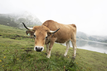 牛在多山的阿斯图里亚风景中放牧，湖在后面