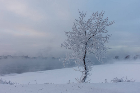 安加拉河畔一棵覆盖着霜冻的树