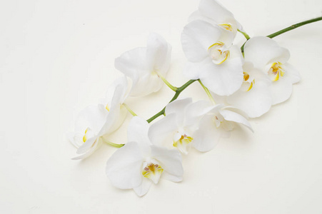米色兰花浪漫的米色背景上的白色兰花分支照片