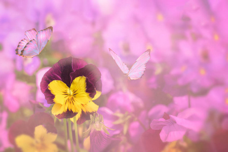 兄弟们花，堇色的眼睛花，蝴蝶花。 春季背景