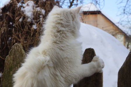白猫坐在冬天的街道上灰色的木栅栏上