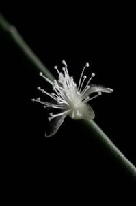 在黑色背景上分离的小白花幼芽