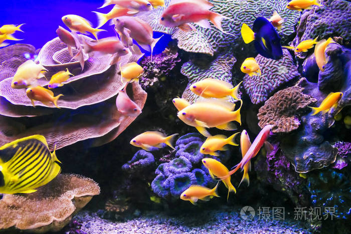 这些是水族馆中珊瑚礁(一群金色的反阿斯)的居民.
