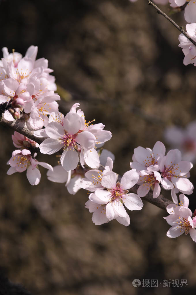 春天的杏仁花照片-正版商用图片17jjcy-摄图新视界