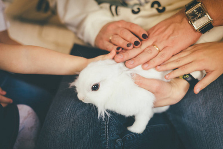 一群人轻轻地抚摸着白色的毛茸茸的兔子，它耐心地坐在腿上
