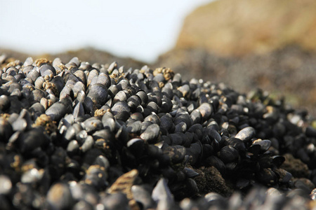 在低潮时，大西洋海滩上的一块岩石上形成了新鲜的贻贝。