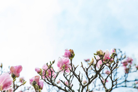 盛开的苹果树的枝条靠近。 天空在背景上。 春天来了