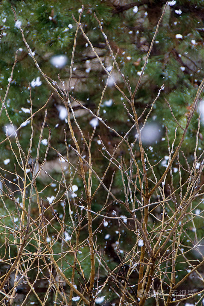 雪花落在森林里,以树枝为背景