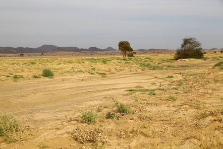 在苏丹，山和模糊灌木在野生动物概念中的自然和自由