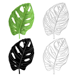 热带植物自然轮廓和轮廓隔离在白色背景水彩植物背景，复古矢量插图可编辑手绘