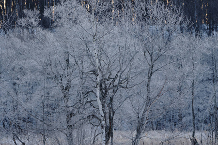清晨霜冻覆盖的树