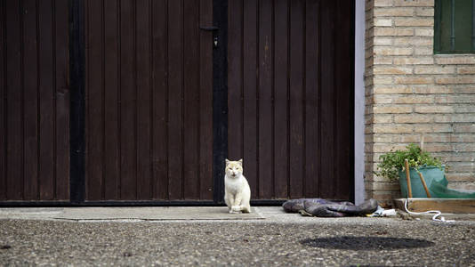 街上遗弃的猫，虐待动物，孤独