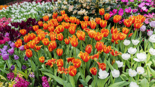 春天园林自然中美丽的七彩郁金香，美丽的自然背景