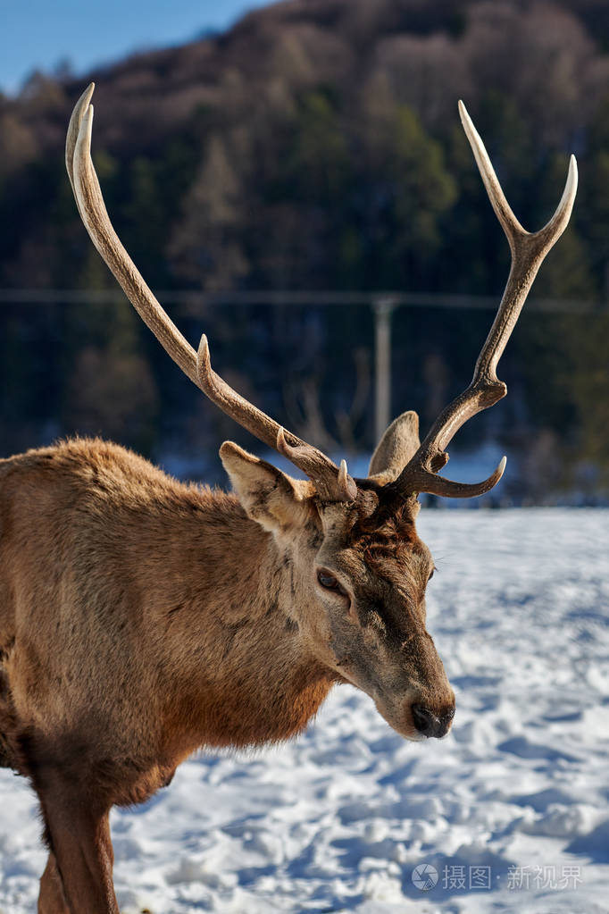 喀尔巴阡山棕鹿马鹿在自然界冬季罗马尼亚欧洲