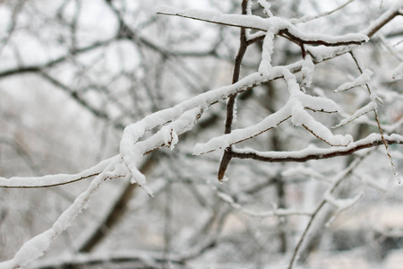 冬天的暴风雪中，一棵被雪覆盖的树