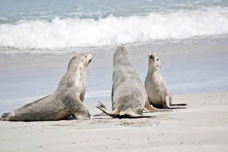三只海狮正在海豹湾的海滩上谈话