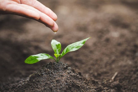 日种子小苗设计集小苗在培育盘里生长干枯的农田小苗要死了人手牵着小