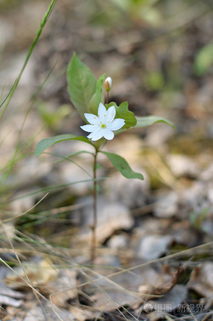 欧罗巴人北极星花在春天的森林里盛开乌克兰的弗洛拉近景浅