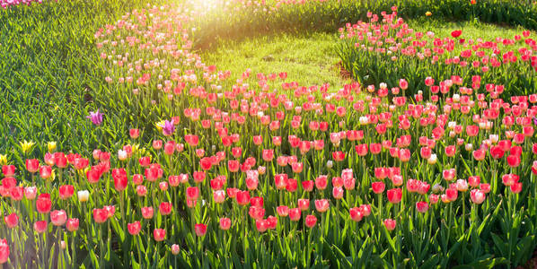 公园里的多色郁金香花基肯霍夫花园春天的自然背景花卉郁金香田野