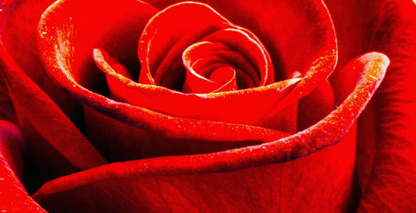 红玫瑰花瓣背景自然复活节春天花抽象装饰背景选择性软焦点。