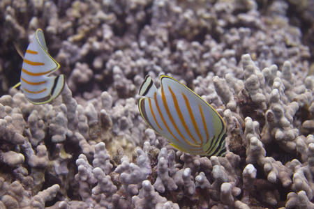 夏威夷大岛科纳附近珊瑚礁上华丽的蝴蝶鱼