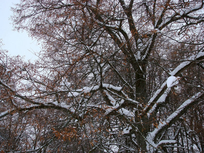 树枝林登树在雪地里