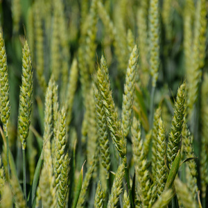 绿色小麦的小穗。 田间成熟小麦