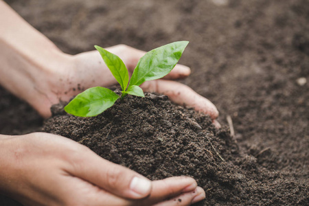 绿色小苗人手牵着小苗种一棵树减少全球变暖世界环境日照片