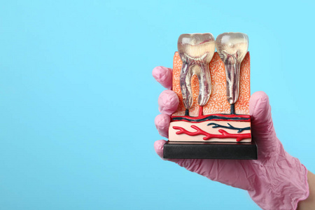 牙科医生持有教育模式的下巴部分与牙齿的颜色背景。 文本空间