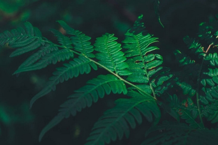 夏季森林中的蕨叶