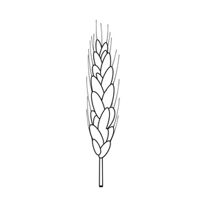 小麦和玉米标志的矢量说明。网络小麦和收获股票符号集