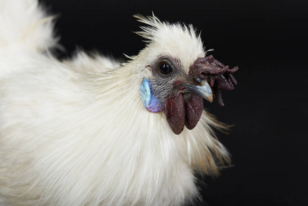 斗鱼白头像图片