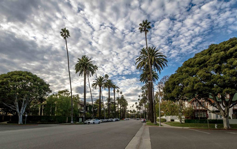 美国加利福尼亚州比佛利山棕榈树的街道