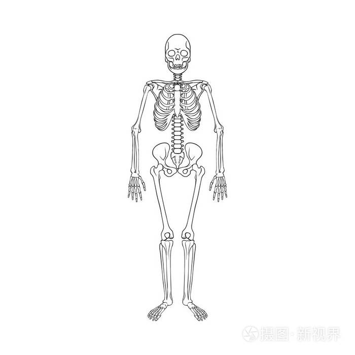 骨骼和骨骼标志的向量例证骨头和人的股票向量例证的汇集