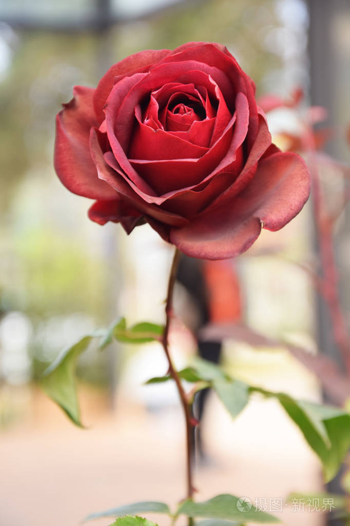 晴天花园里美丽的红玫瑰