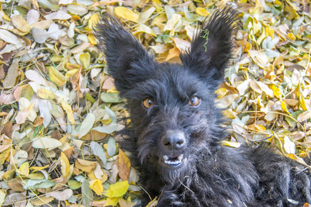 这些可爱的宠物 秋叶上有一只大耳朵的可爱小狗的肖像。