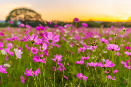 宇宙花在田野里，日落