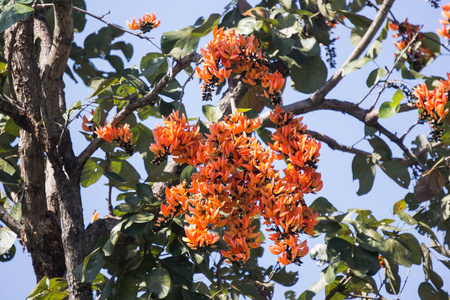 紫铆图片 紫铆素材 紫铆插画 摄图新视界