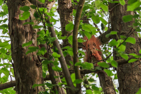 红头发, 毛茸茸的松鼠咬的东西在树枝上