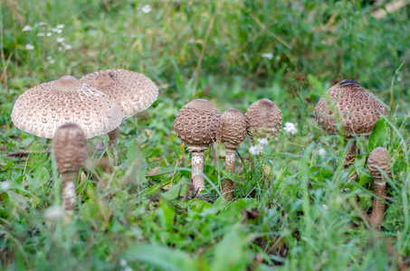 麦克罗皮奥塔人。老花园里种的食用蘑菇伞。乌克兰。