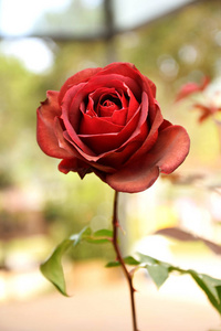 晴天花园里美丽的红玫瑰