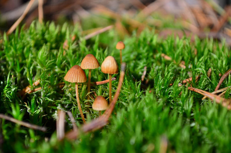 不可食用的蘑菇在绿色苔藓中生长,乌克兰.浅景深,特写.照片