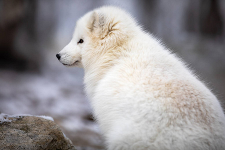 美丽的北极狐狸在白色冬衣坐