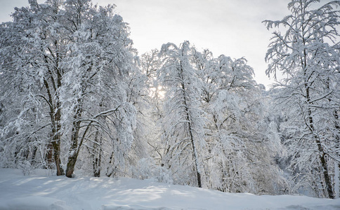 大雪后的森林。冬季浮石景观。早晨在冬天的森林里，刚下的雪