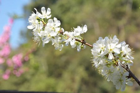 在阳光明媚的日子开着白色樱花的树枝