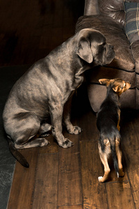 灰色大狗在室内繁殖獒和小杂种。 垂直框架