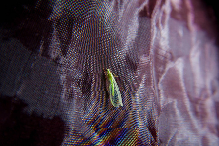 常见的绿色草蛉虫图片