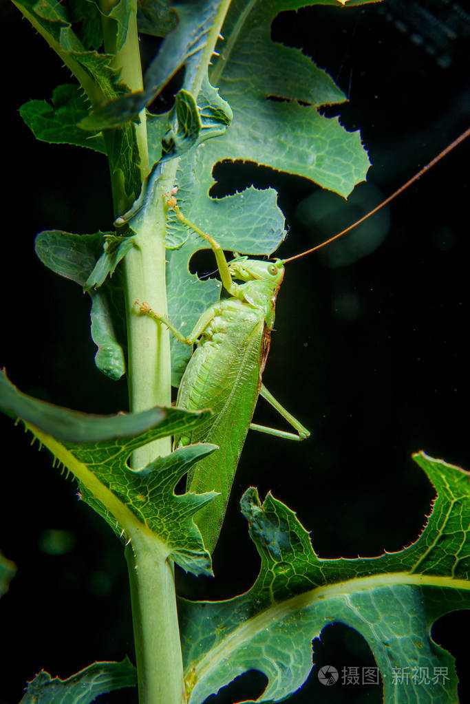 蚱蜢坐在树枝上夜生活昆虫一只绿色蚱蜢的夜景照片栖息地昆虫绿色植物