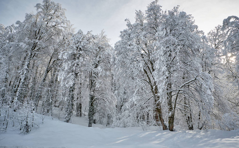 大雪过后的森林。冬季波南拉姆尼景观。冬林中的早晨，刚下过雪